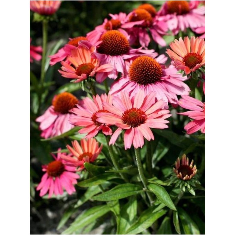 jeżówka (Echinacea x) Meditation Cherry- Świat bylin - sklep internetowy