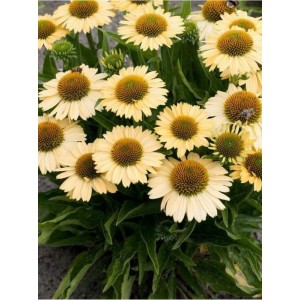 jeżówka (Echinacea x) Meditation Lime- Świat bylin - sklep internetowy