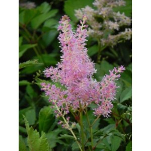tawułka japońska (Astilbe japonica) America- Świat bylin - sklep internetowy