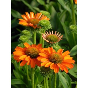 jeżówka (Echinacea x) Prima Saffron- Świat bylin - sklep internetowy