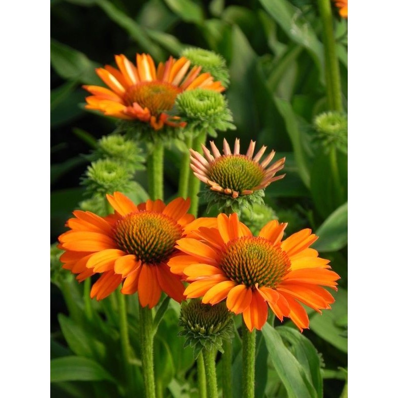 jeżówka (Echinacea x) Prima Saffron- Świat bylin - sklep internetowy