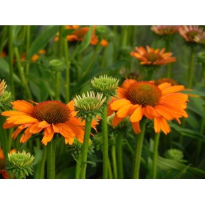 jeżówka (Echinacea x) Prima Saffron- Świat bylin - sklep internetowy