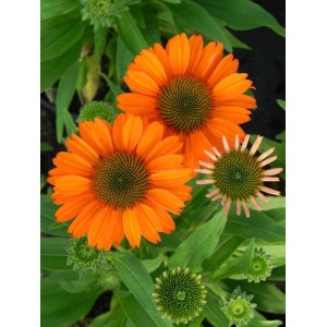 jeżówka (Echinacea x) Prima Saffron- Świat bylin - sklep internetowy