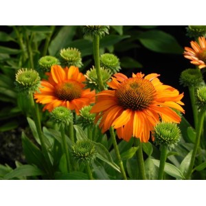 jeżówka (Echinacea x) Prima Saffron- Świat bylin - sklep internetowy