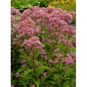 sadziec plamisty (Eupatorium maculatum) Baby Joe®- Świat bylin - sklep internetowy