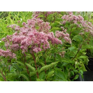 sadziec plamisty (Eupatorium maculatum) Baby Joe®- Świat bylin - sklep internetowy