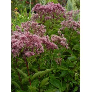 sadziec plamisty (Eupatorium maculatum) Baby Joe®- Świat bylin - sklep internetowy