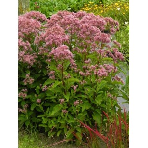 sadziec plamisty (Eupatorium maculatum) Baby Joe®- Świat bylin - sklep internetowy