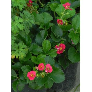 poziomka truskawka (Fragaria x ananassa) Compact & Early Tristan F1 Deep Rose - Świat bylin - sklep internetowy