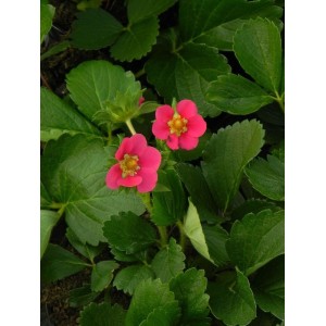 poziomka truskawka (Fragaria x ananassa) Compact & Early Tristan F1 Deep Rose - Świat bylin - sklep internetowy