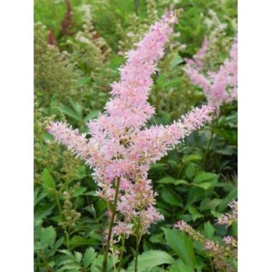 tawułka japońska (Astilbe japonica) America- Świat bylin - sklep internetowy