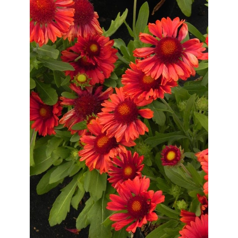 gailardia oścista (Gaillardia aristata) Mesa™ Red- Świat bylin - sklep internetowy