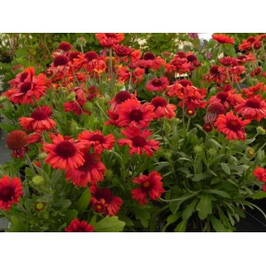 gailardia oścista (Gaillardia aristata) Mesa™ Red- Świat bylin - sklep internetowy