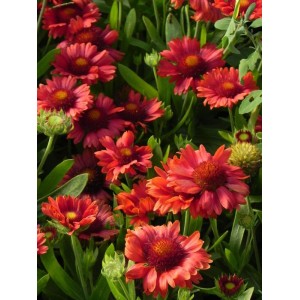 gailardia oścista (Gaillardia aristata) Mesa™ Red- Świat bylin - sklep internetowy