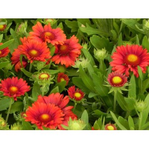 gailardia oścista (Gaillardia aristata) Mesa™ Red- Świat bylin - sklep internetowy