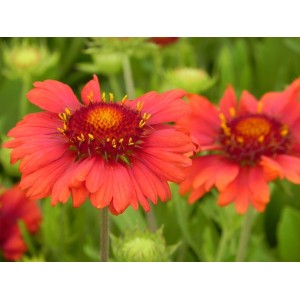 gailardia oścista (Gaillardia aristata) Mesa™ Red- Świat bylin - sklep internetowy