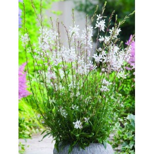 gaura Lindheimera (Gaura lindheimeri) Elurra- Świat bylin - sklep internetowy