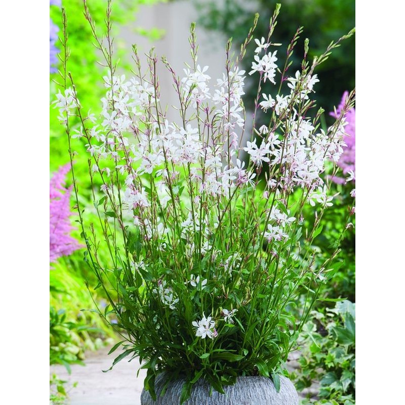 gaura Lindheimera (Gaura lindheimeri) Elurra- Świat bylin - sklep internetowy