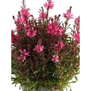 gaura Lindheimera (Gaura lindheimeri) Gaudi® Compact Red- Świat bylin - sklep internetowy