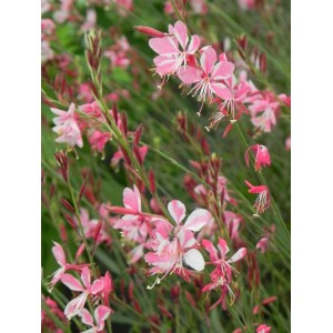 gaura Lindheimera (Gaura lindheimeri) Siskiyou- Świat bylin - sklep internetowy