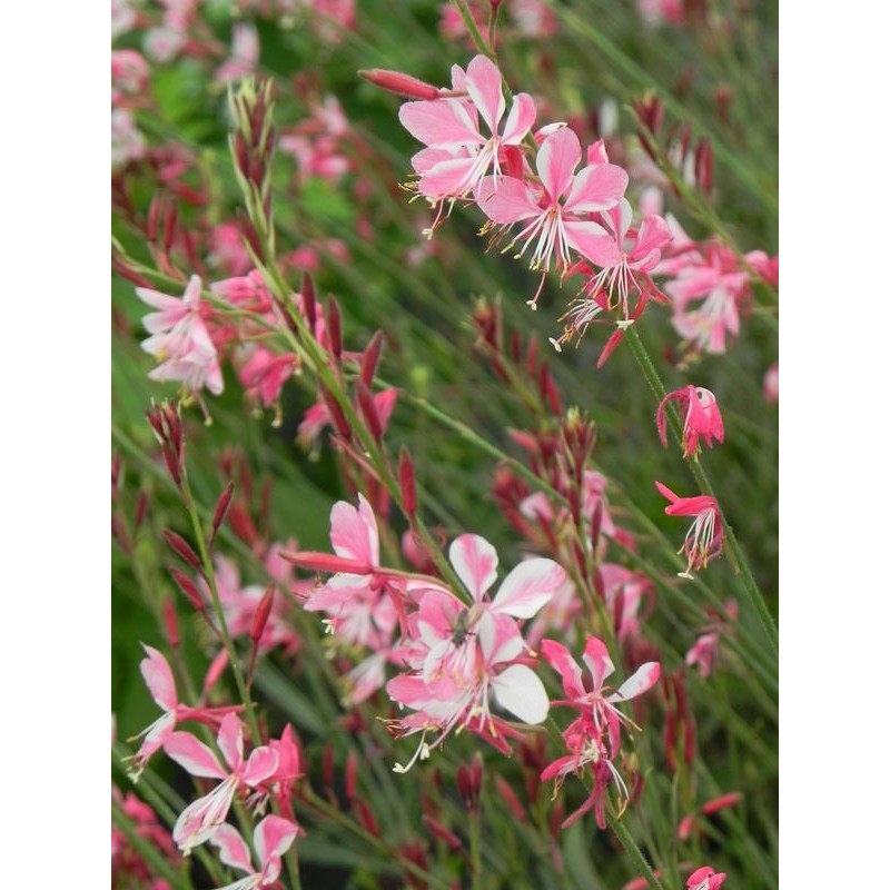 gaura Lindheimera (Gaura lindheimeri) Siskiyou- Świat bylin - sklep internetowy