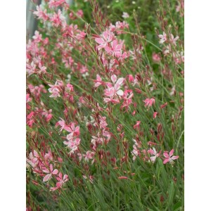 gaura Lindheimera (Gaura lindheimeri) Siskiyou- Świat bylin - sklep internetowy