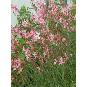 gaura Lindheimera (Gaura lindheimeri) Siskiyou- Świat bylin - sklep internetowy