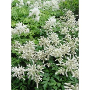 tawułka japońska (Astilbe japonica) Deutschland- Świat bylin - sklep internetowy