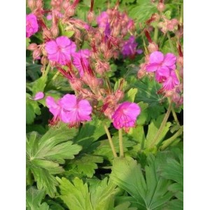 bodziszek korzeniasty (Geranium macrorrhizum) Bevan`s Variety- Świat bylin - sklep internetowy