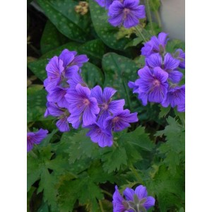bodziszek wspaniały (Geranium magnificum) - Świat bylin - sklep internetowy