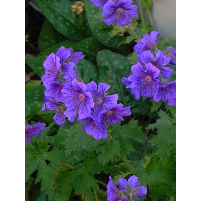bodziszek wspaniały (Geranium magnificum) - Świat bylin - sklep internetowy