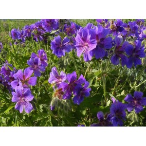 bodziszek wspaniały (Geranium magnificum) - Świat bylin - sklep internetowy