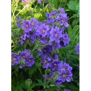 bodziszek wspaniały (Geranium magnificum) - Świat bylin - sklep internetowy