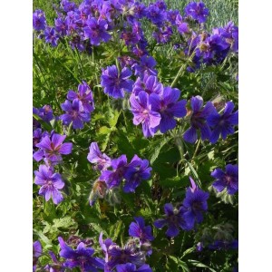 bodziszek wspaniały (Geranium magnificum) - Świat bylin - sklep internetowy