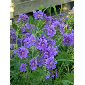bodziszek wspaniały (Geranium magnificum) - Świat bylin - sklep internetowy