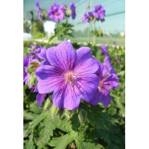 bodziszek wspaniały (Geranium magnificum) - Świat bylin - sklep internetowy