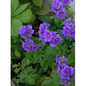 bodziszek wspaniały (Geranium magnificum) - Świat bylin - sklep internetowy