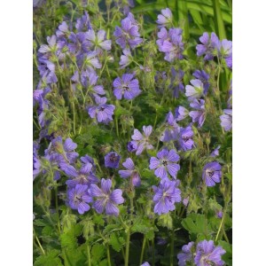 bodziszek Renarda (Geranium renardii) Philippe Vapelle- Świat bylin - sklep internetowy