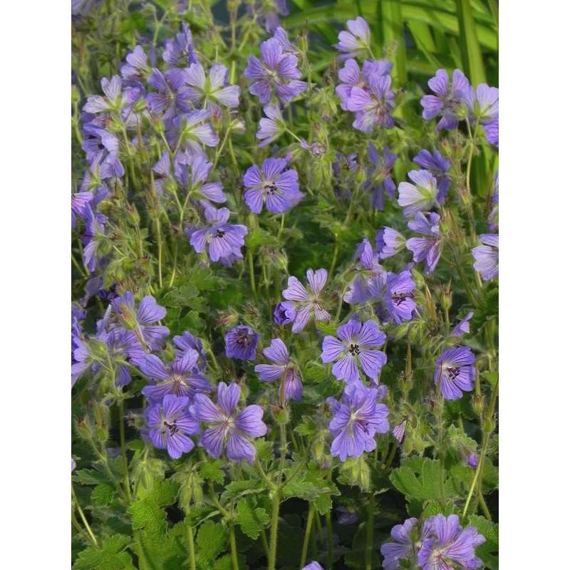 bodziszek Renarda (Geranium renardii) Philippe Vapelle- Świat bylin - sklep internetowy