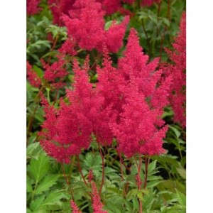 tawułka japońska (Astilbe japonica) Montgomery- Świat bylin - sklep internetowy