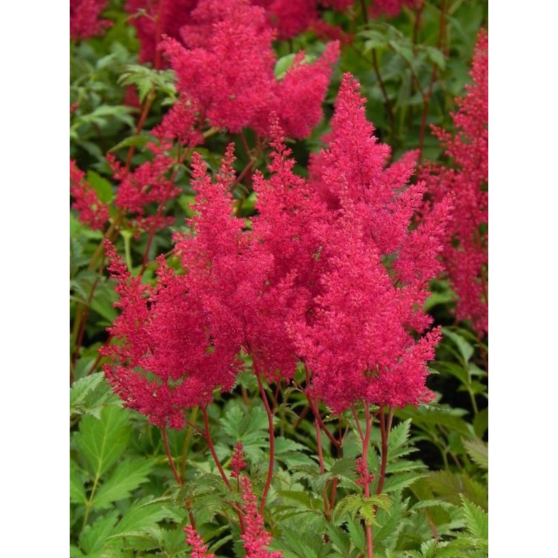 tawułka japońska (Astilbe japonica) Montgomery- Świat bylin - sklep internetowy