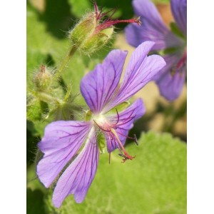 bodziszek Renarda (Geranium renardii) Philippe Vapelle- Świat bylin - sklep internetowy
