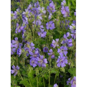 bodziszek Renarda (Geranium renardii) Philippe Vapelle- Świat bylin - sklep internetowy