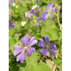 bodziszek Renarda (Geranium renardii) Philippe Vapelle- Świat bylin - sklep internetowy