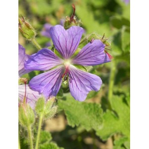 bodziszek Renarda (Geranium renardii) Philippe Vapelle- Świat bylin - sklep internetowy
