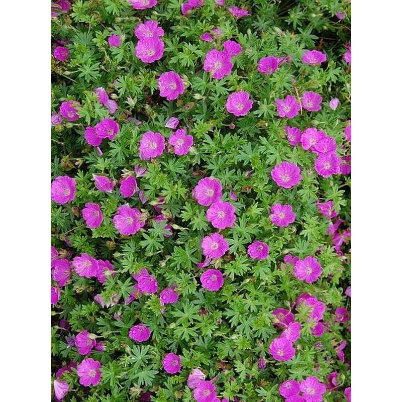 bodziszek czerwony (Geranium sanguineum) Avimore- Świat bylin - sklep internetowy