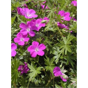 bodziszek czerwony (Geranium sanguineum) Elsbeth- Świat bylin - sklep internetowy