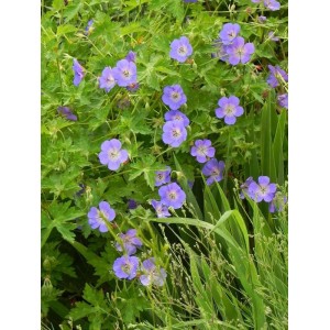 bodziszek Wallicha (Geranium wallichianum) Bloom Me Away- Świat bylin - sklep internetowy