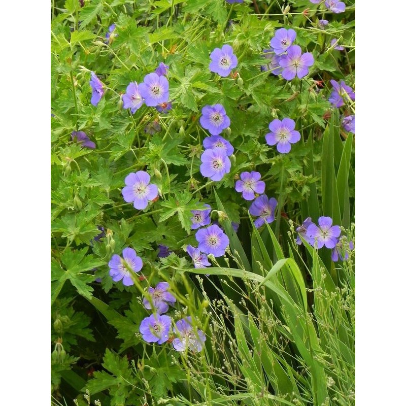 bodziszek Wallicha (Geranium wallichianum) Bloom Me Away- Świat bylin - sklep internetowy