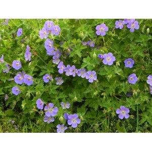 bodziszek Wallicha (Geranium wallichianum) Bloom Me Away- Świat bylin - sklep internetowy